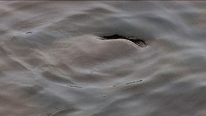 Stone / Water / Head, 2012