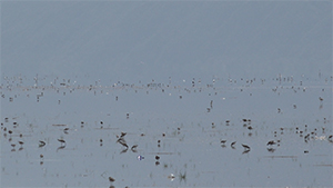 Birds, Lake Manyara 2018-2023