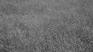 Grass, Series II, No. 1, 2016