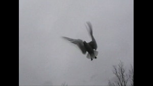 Gulls, 2002