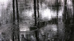 Pond / Auschwitz I, 2011