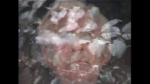 Walter/Leaves, 2002