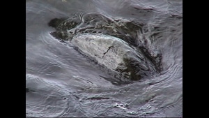 Water Over Stone, 2002