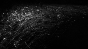 Web / Auschwitz, No. 4, 2011