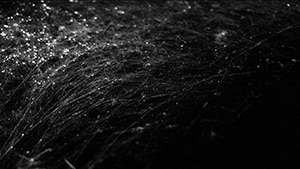 Web / Auschwitz, No. 1, 2011